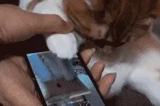 趣 | 城里的猫猫真会玩图片