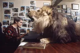 养了一只狮子做宠物，这种生活太刺激！图片