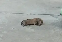 这只狗狗惨遭冷血变态斩断四肢，陈尸路上惨如“凌迟”！图片