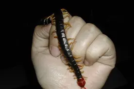 科普一下：蜈蚣根本没有网上传的那样毒图片