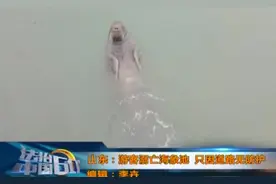 游客溺亡海象池 只因道路无防护图片