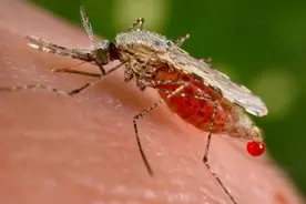 太可怕了！蚊子擅长携带致命病毒的恐怖原因竟然是这样！图片