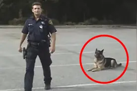 看警察叔叔训警犬，真的超厉害，好想抱一只回家啊图片