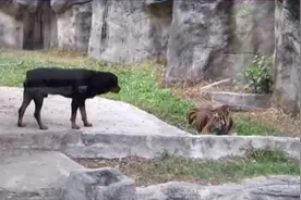 大胆狗狗居然和老虎抢美食，老虎都被吓懵了！图片