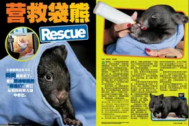 一只失去妈妈的小袋熊得到了“英雄们”的帮助~图片