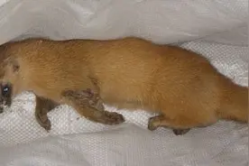 你相信真会有黄鼠狼附身么？图片