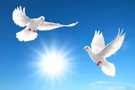 郑州故事：我所经历过的“鸽子保卫战”图片