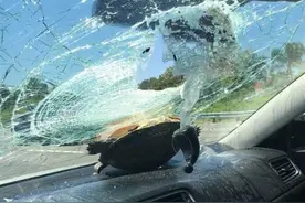 她开车行驶时竟被飞来的一不明生物击中，当看清后简直大跌眼镜！图片