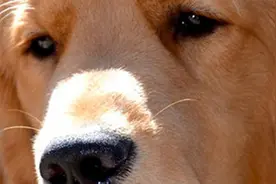 保姆虐待小婴儿，狗狗救小主人一命！生死关头宠物勇救主人图片