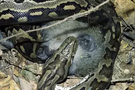 猴子招惹巨蟒 不料反被巨蟒活吞图片