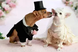 上海一对新人办了一场宠物主题婚礼，新娘牵狗狗走红毯，我也要图片