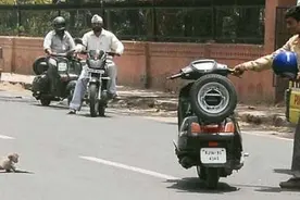 猴妈妈勇斗黑狗救幼崽——伟大的母爱令人动容图片