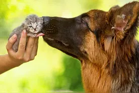 可怜的小奶猫没东西吃只能翻垃圾桶，幸好这只狗狗发现了它图片