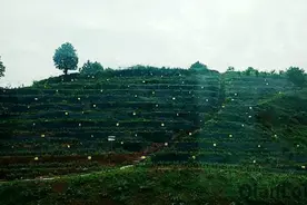 你知道世界最大的沉香种植基地在哪儿吗视频封面