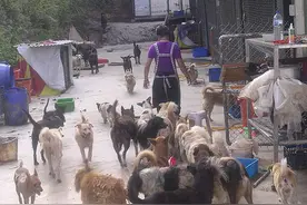 英国服裝品牌将狗当配件卖，引骂声一篇，结局神反转图片