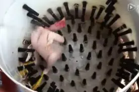 菜市场里杀完鸡自动去毛是怎么做到的图片