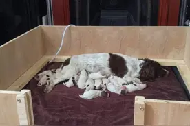 狗妈妈花了21个小时产下15只狗宝宝，帮忙接生的主人崩溃求饶图片