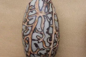 挑对了千眼菩提，从此让它远离地摊货的称呼！图片