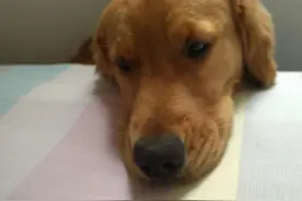 研究发现狗狗最怕的原来是打雷，难怪一打雷就乱叫图片