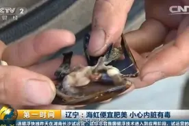 重要提醒！小心“海虹”内脏有毒 严重可致呼吸困难！图片