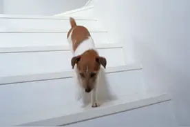 如何正确的引导狗狗上下楼梯图片