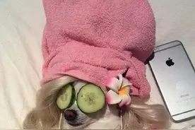 萌宠搞笑图第169波:吉娃娃届的fashion icon图片