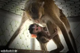 母猴从树上摔下差点窒息，医生X光诊断后意外发现小惊喜图片