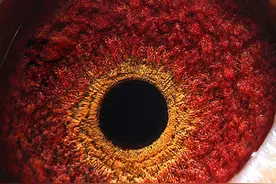 信鸽眼砂的分类与简介图片