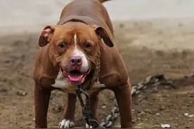 世界上最凶猛的四种犬，看看你敢哪种？图片