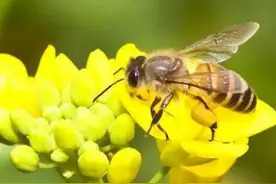 小小蜜蜂“针”神奇，改善体质祛顽疾图片