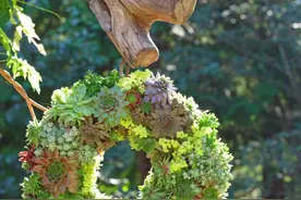 多肉花环的制作过程及养护技巧图片