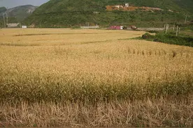贵州首个有机黑小麦基地昨日始收割 “岩脚面”材料竟是这样图片