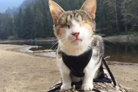 双目失明的猫太可怜四处被嫌弃，遇到他整个世界都亮了！图片