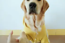 五月的猪一只猪一样的美女子图片