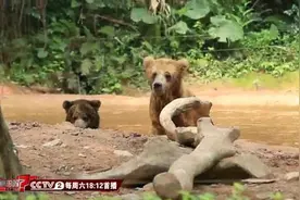 趣味冷知识：熊走路前后脚都是内八字！你知道为什么吗？图片