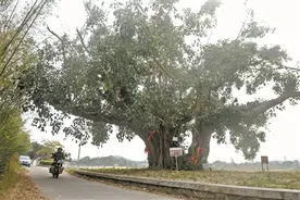 广东最老菩提树隐居江门，已有710岁图片