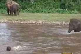 感动！工作人员假装“溺水”：大象幼崽渡河施救图片