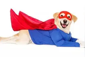 冬季该不该给你家主子穿衣服？图片