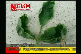 豆角叶片发干，卷曲了，这是怎么回事？