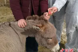 新疆口岸活驴进口贸易日益红火 进口数量同比增近7倍图片