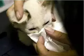 东北人常说却不认识的26个字，第一个我就蒙了！图片