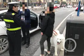 萨摩耶“看风景”抓花“滴滴”车门，还好载的不是只二哈……图片