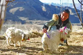 （图文互动）（2）次卓玛和她的小羊图片