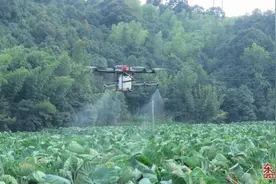 福鼎贯岭：“芋”见财富图片