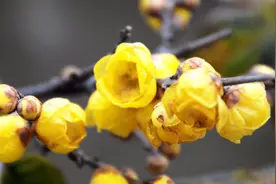 很香扑鼻的腊梅，外用还有这种功效，你不知道吧？