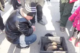 农村狗市 10元一只的狗崽看家护院首选 狗狗主人：比大狼狗都好使