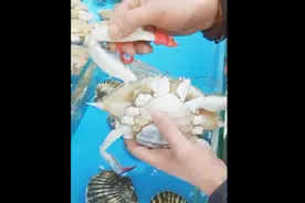 断腿螃蟹三秒完美速接，警惕菜市场里面的“正骨医生”！