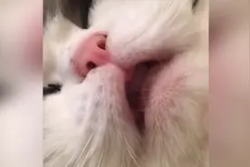 猫咪睡觉的时候小嘴巴一动一动的，不知在做什么美梦呢！