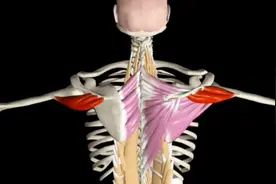 3D动画课堂｜这个训练可以矫正肩胛骨前移，圆肩驼背体态来试试吧