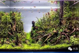 水族 | 沉木造景，变废为宝！图片